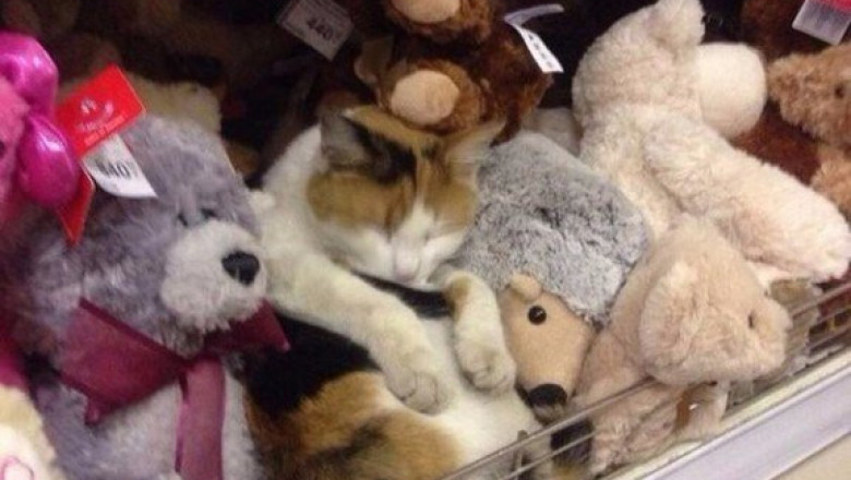 Маскировка активирована