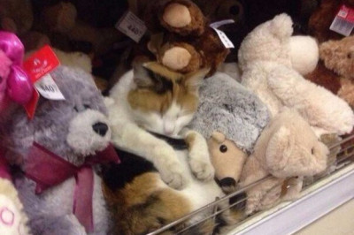 Маскировка активирована