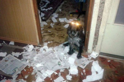 В ожидании хозяина с работы