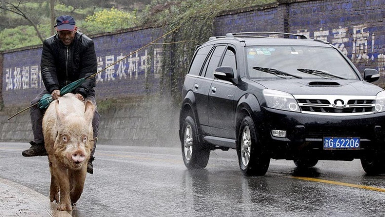 Верхом на хрюшке