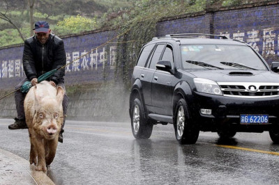 Верхом на хрюшке