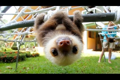 Забавные ленивцы 