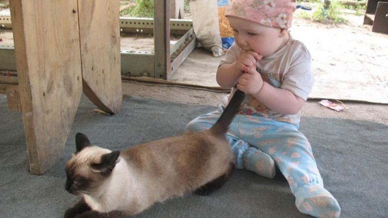 Дети играют с котами