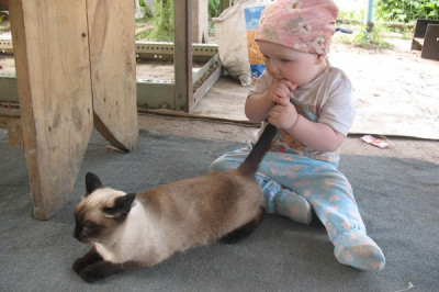 Дети играют с котами