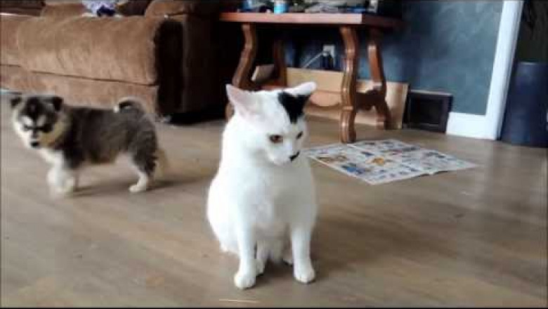 Два щенка и очень терпеливый кот .