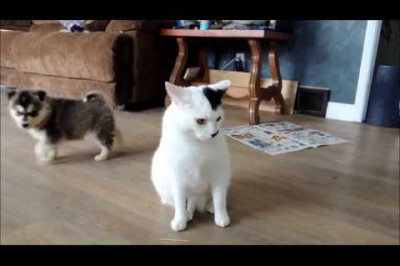 Два щенка и очень терпеливый кот .