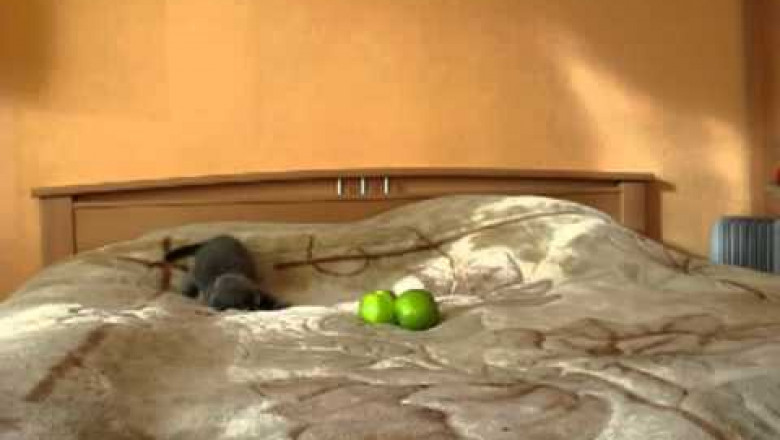 Котёнок и два яблока 