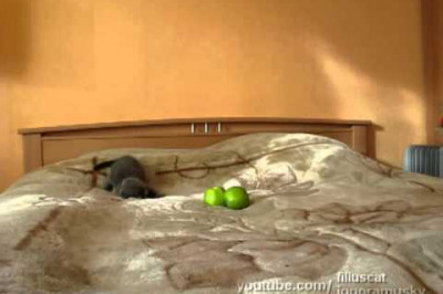 Котёнок и два яблока 