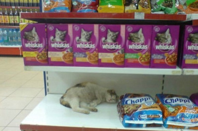 Животные отдыхают в магазине