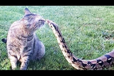 Дерзкие коты !