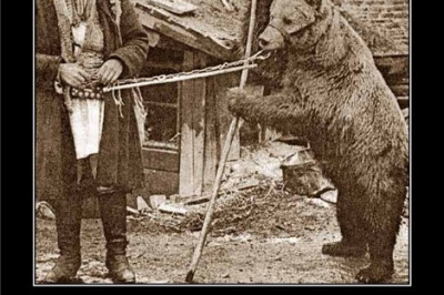 Из жизни медведей