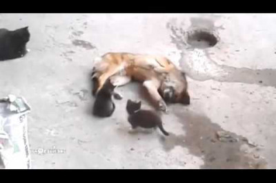 Кошка с котятами пришла к собаке 