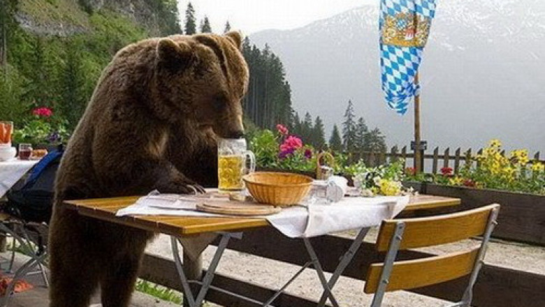 Медведи снимают пробу