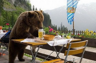 Медведи снимают пробу