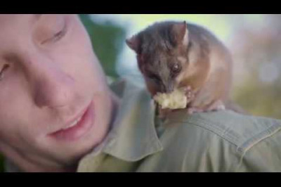 Опоссум подружился со смотрителем 