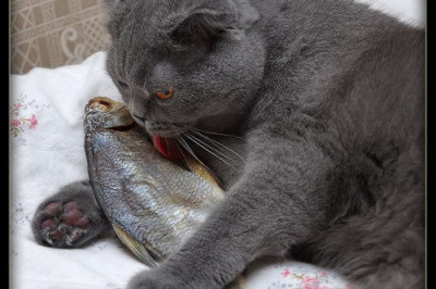 Пивко и тарань