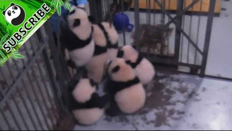 Побег малышей панд 