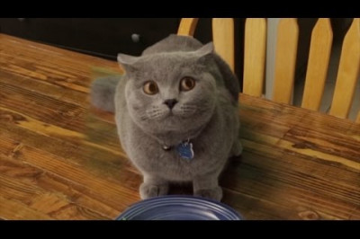 Смешной и умный кот ...