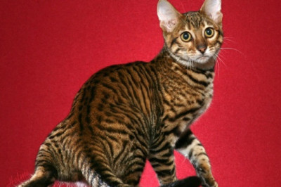 Топ самых дорогих кошек 