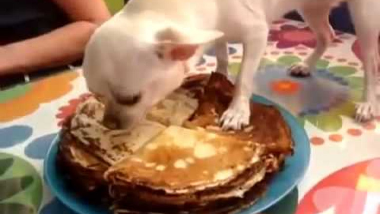 Чихуахуа охраняет блины