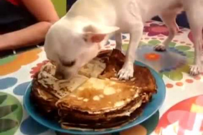 Чихуахуа охраняет блины