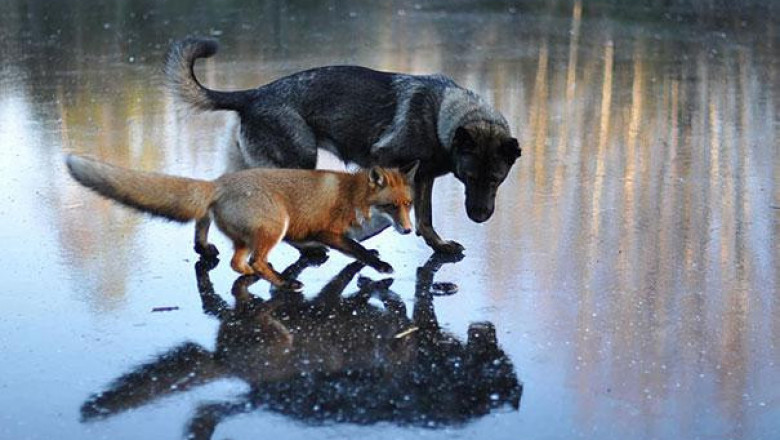 Дружба лисы и собаки