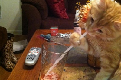 Кот пробует коктейль