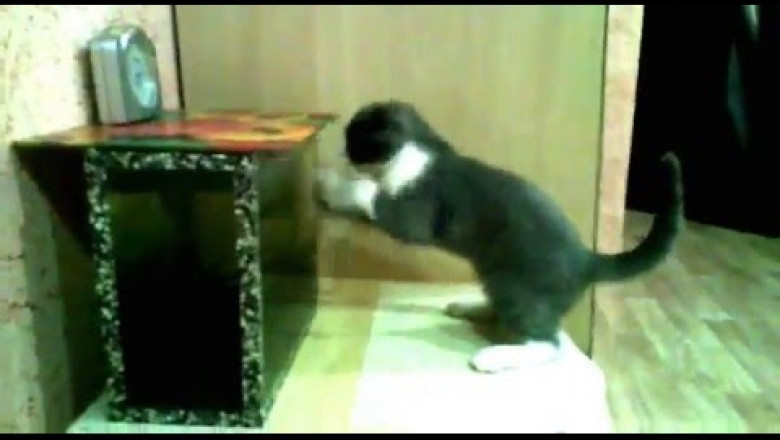 Кот пытается выцарапать из аквариума рыбок