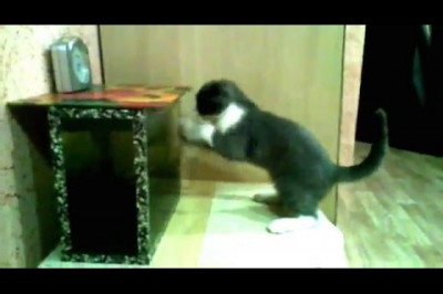 Кот пытается выцарапать из аквариума рыбок