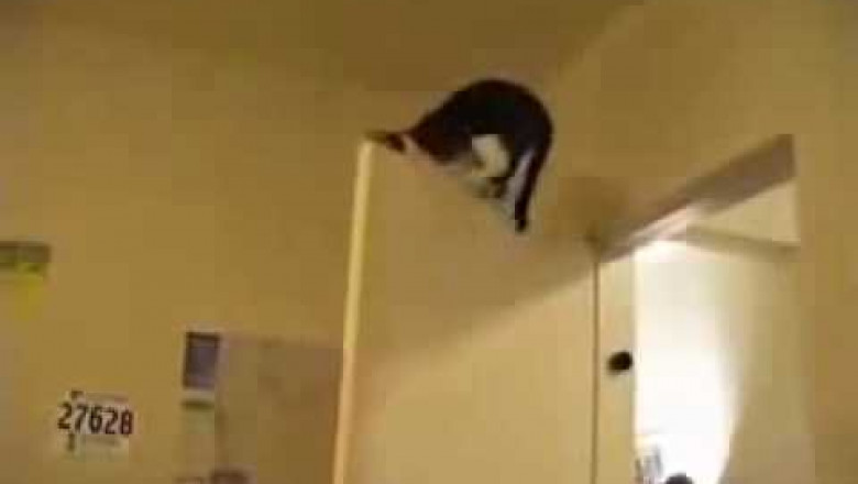 Коты-паркурщики 