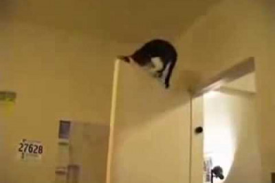 Коты-паркурщики 