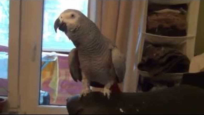 Попугай жако красиво поет и говорит