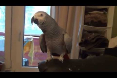 Попугай жако красиво поет и говорит