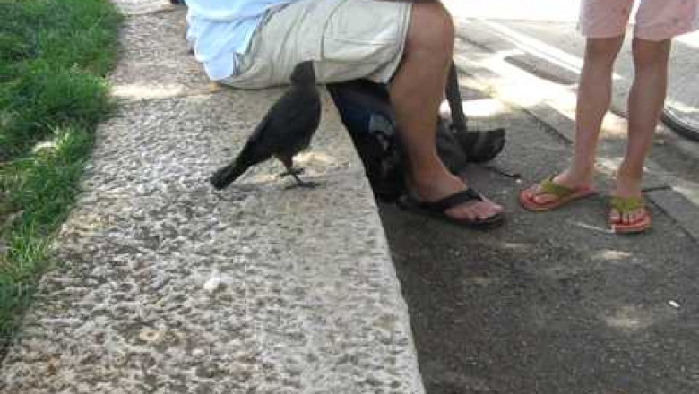 Птица попросила пить у людей 