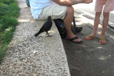 Птица попросила пить у людей 