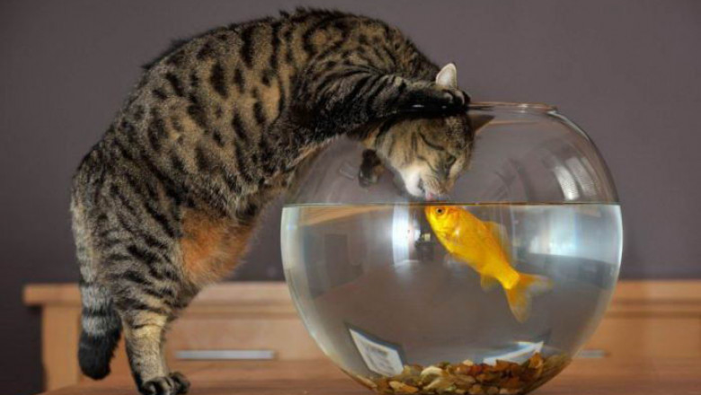 Рыбнадзор в комнате