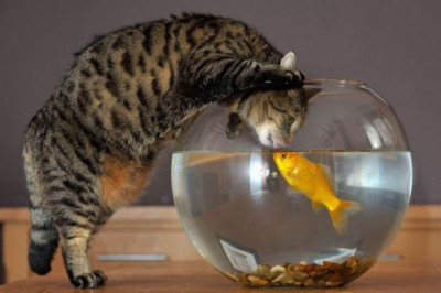 Рыбнадзор в комнате