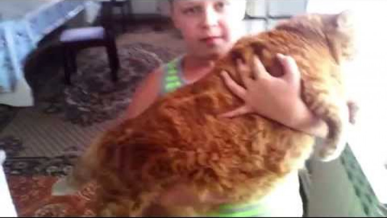 Самый толстый кот из Башкирии