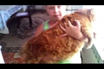 Самый толстый кот из Башкирии