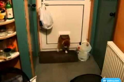 Толстый кот пришел домой