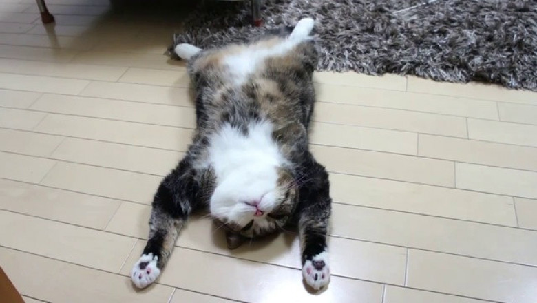 Уставшие коты