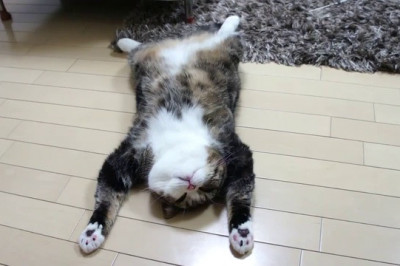 Уставшие коты