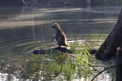 Енот на аллигаторе 