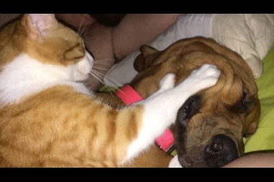 Недружественные взаимоотношения 