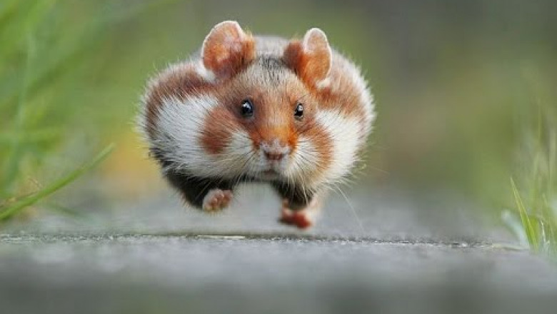 Приколы с животными 