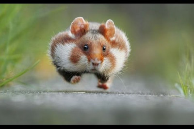 Приколы с животными 