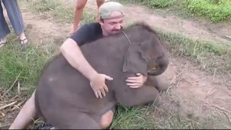 Слонёнок , любящий обниматься 