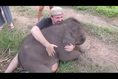 Слонёнок , любящий обниматься 