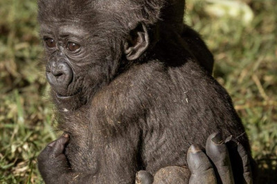 Такие милые зверюшки 