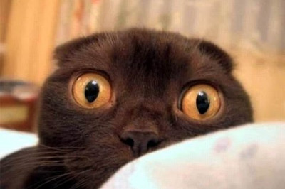 У кота настоящая истерика 